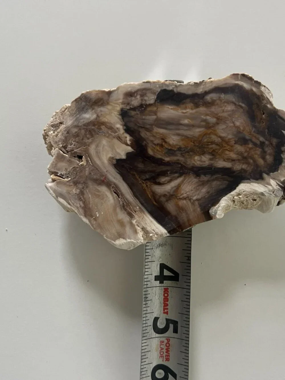 Saddle Mountain Washington Petrified Wood Slab